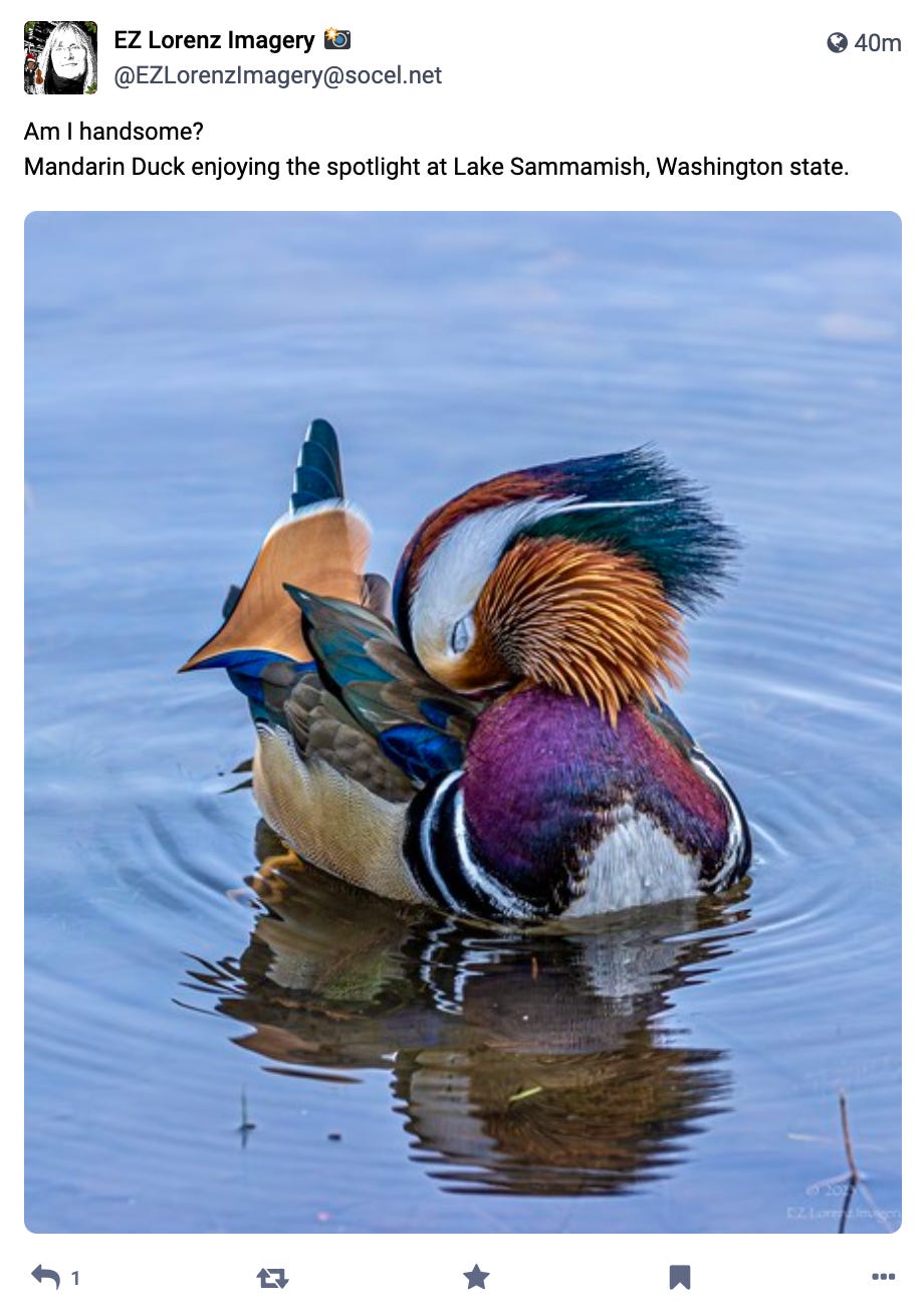 Am I handsome?  Mandarin Duck enjoying the spotlight at Lake Sammamish, Washington state.