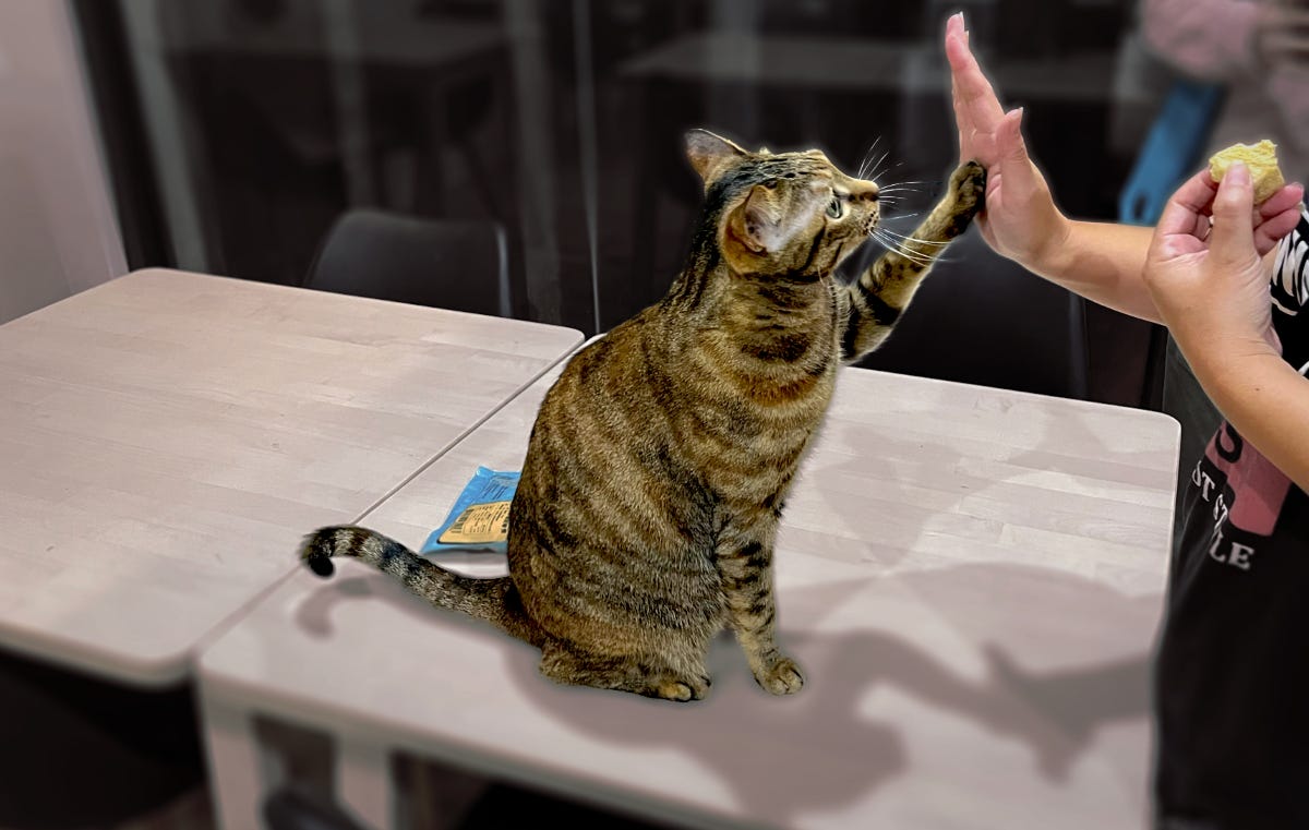 A tabby cat seated on a pale wooden table in a Green Island guesthouse gives a high five to a person holding a treat