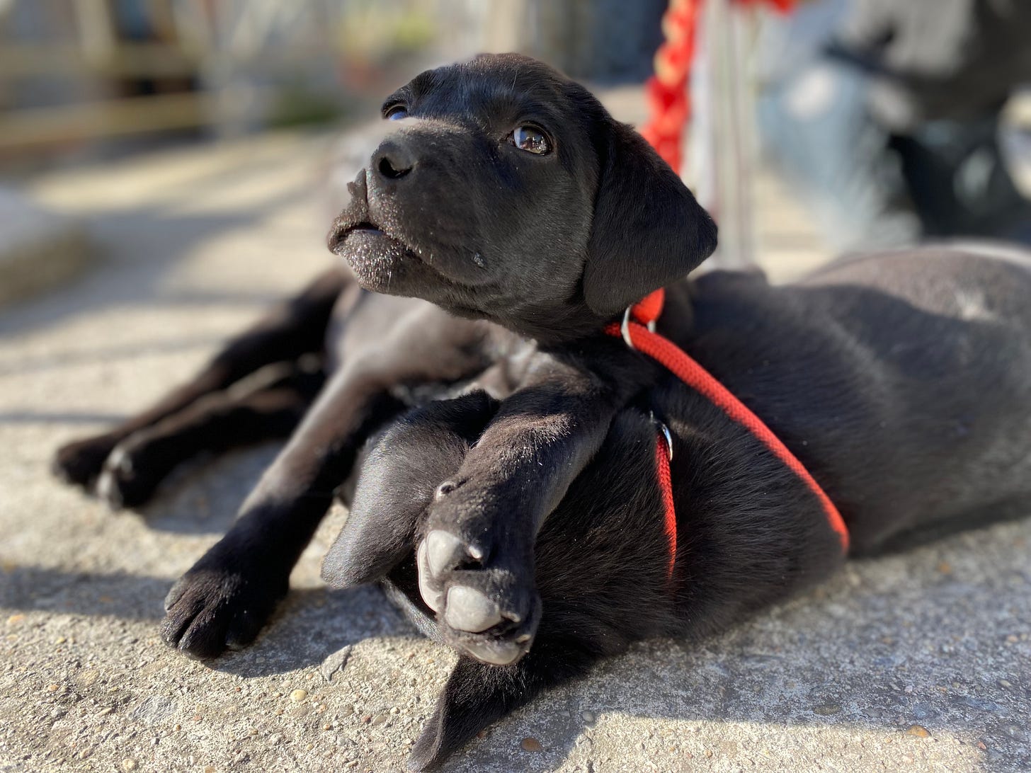 Two black labrador puppies