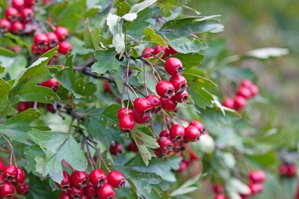 a ripe hawthorn - Photo, Image