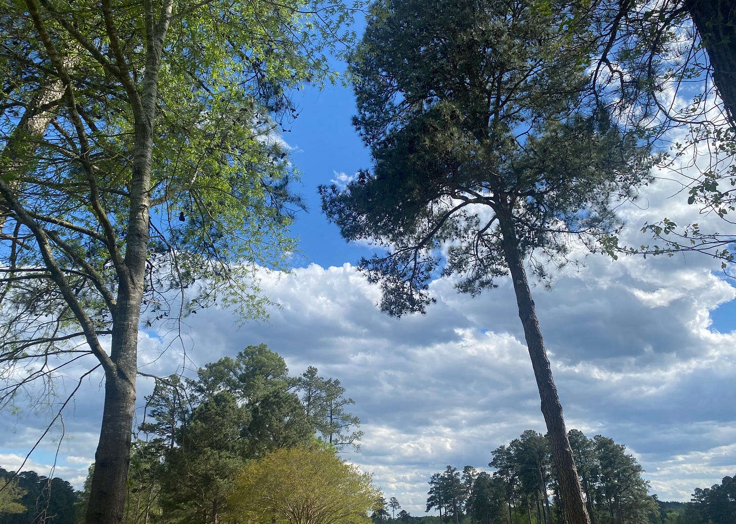 Tall trees stand against a bright blue sky with white clouds