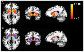 Duke University researchers ...