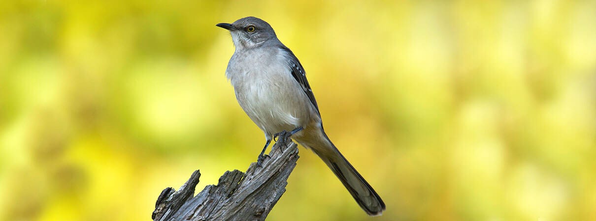 The Northern Mockingbird is one of the most widely-known birds that sing at night. Photo by Michael Stubblefield