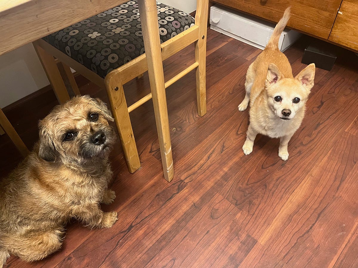 Lucy the tan border terrier and Lola the golden Pomeranian Jack Russell Terrier sit next to our dining table looking up at viewer.