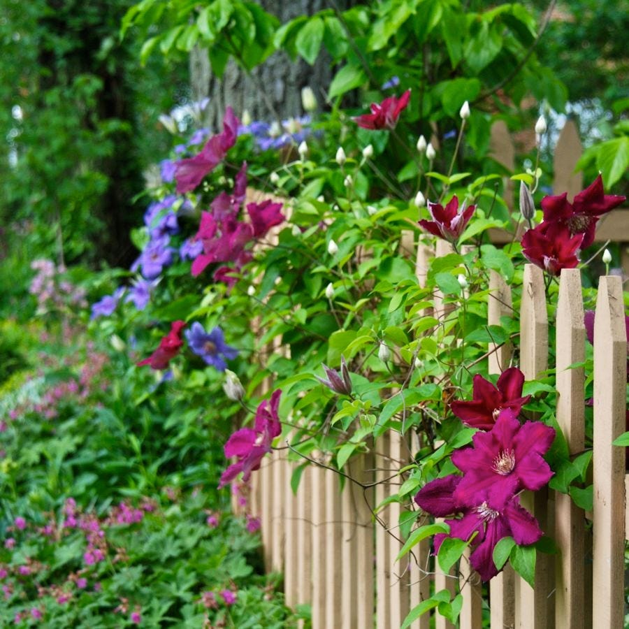 Julie Witmer Gardens’ Clematis-covered fence with a tapestry of maroon and blue flowers.