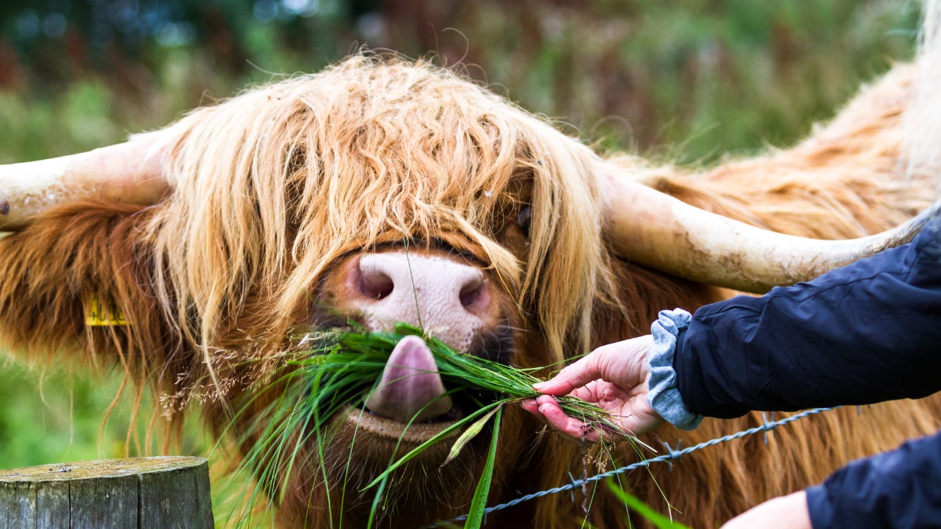 large Scottish bull being grass fed by hand - image by Charles Wollertz