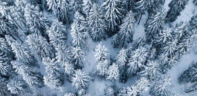 Photo of pine trees covered in snow
