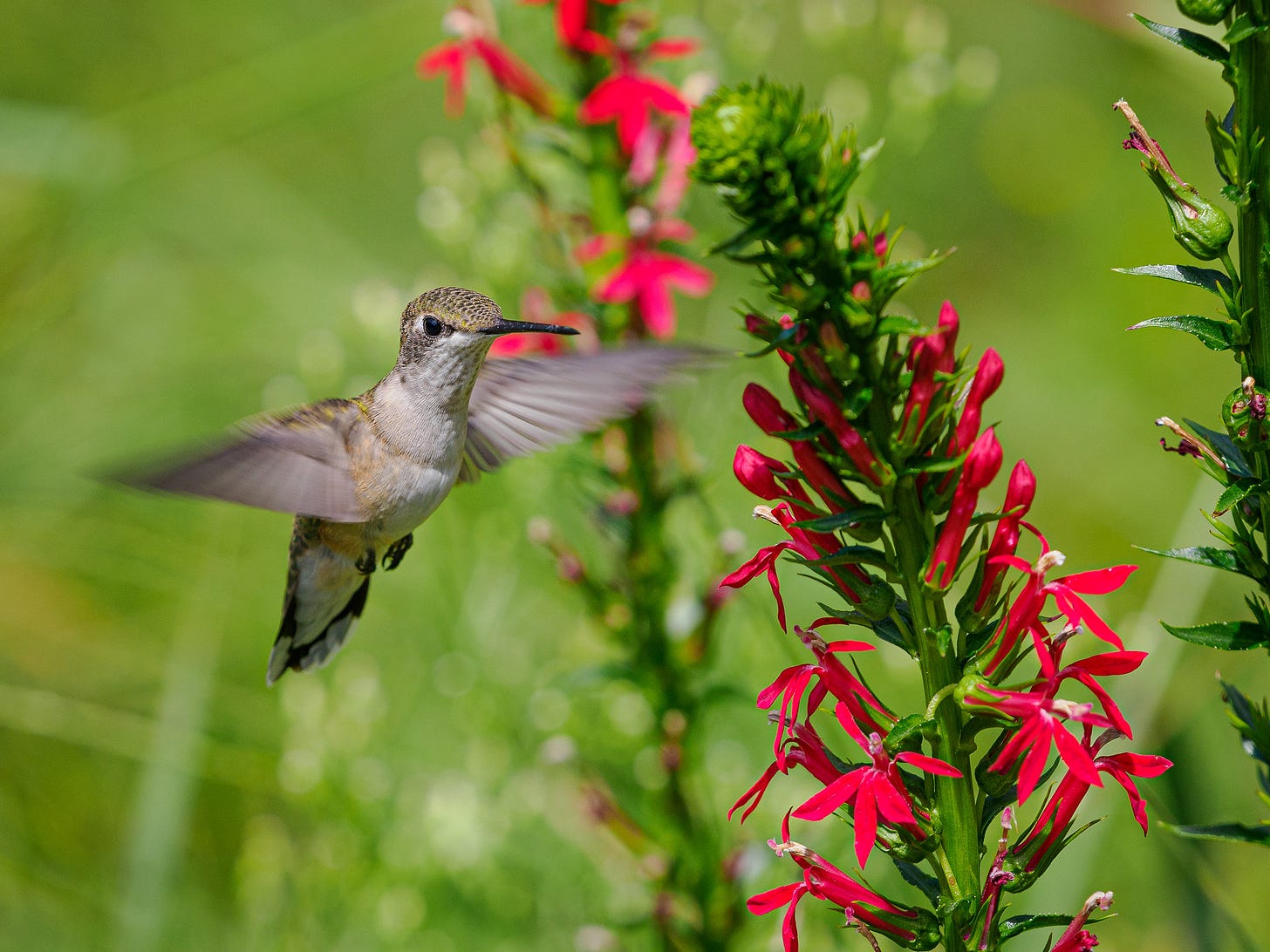 Hummingbird and Cardinal flower