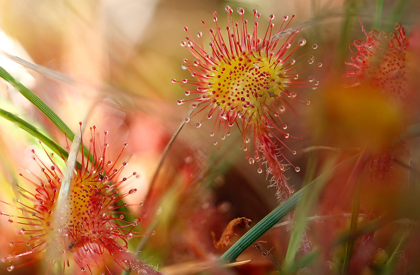 Beautiful but deadly: round-leaved sundew (Drosera rotundifolia) supplements its nutrient poor habitat by luring insects with sticky dew like droplets