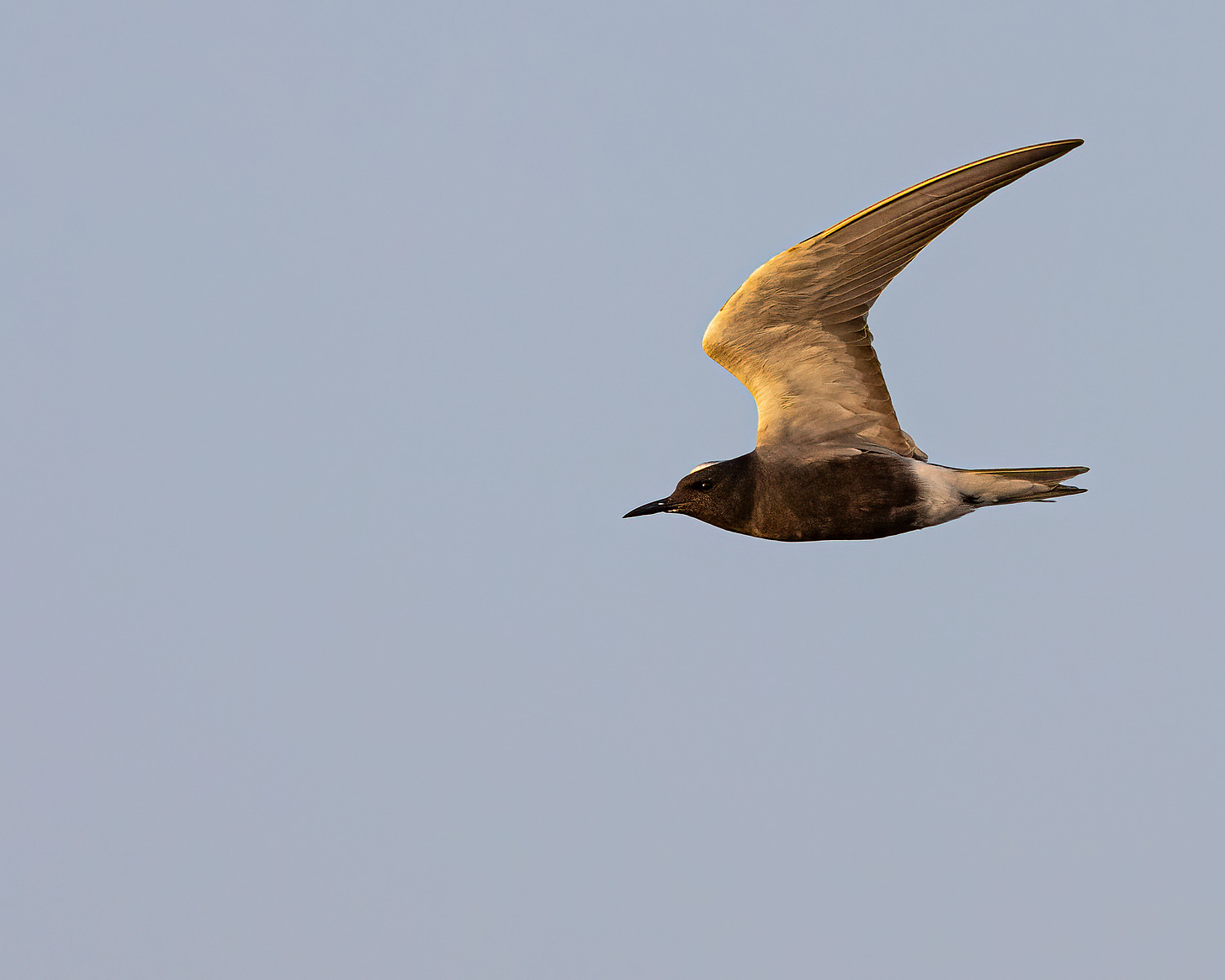 A black tern soars through a clear blue sky. The tern is mostly black with white on the underside of its wings.