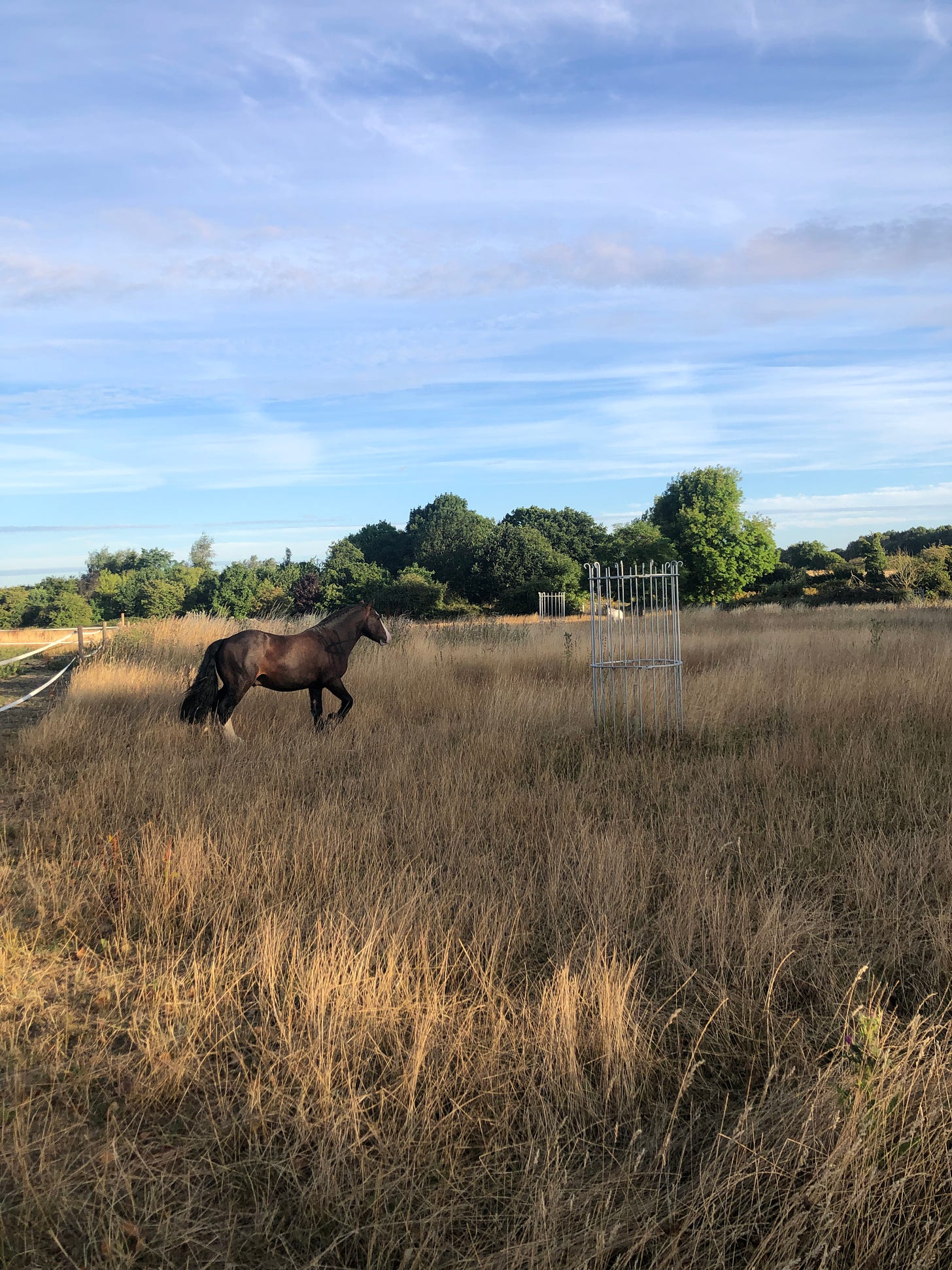 A runaway pony. Captured by Arthur Meek (in photo form)