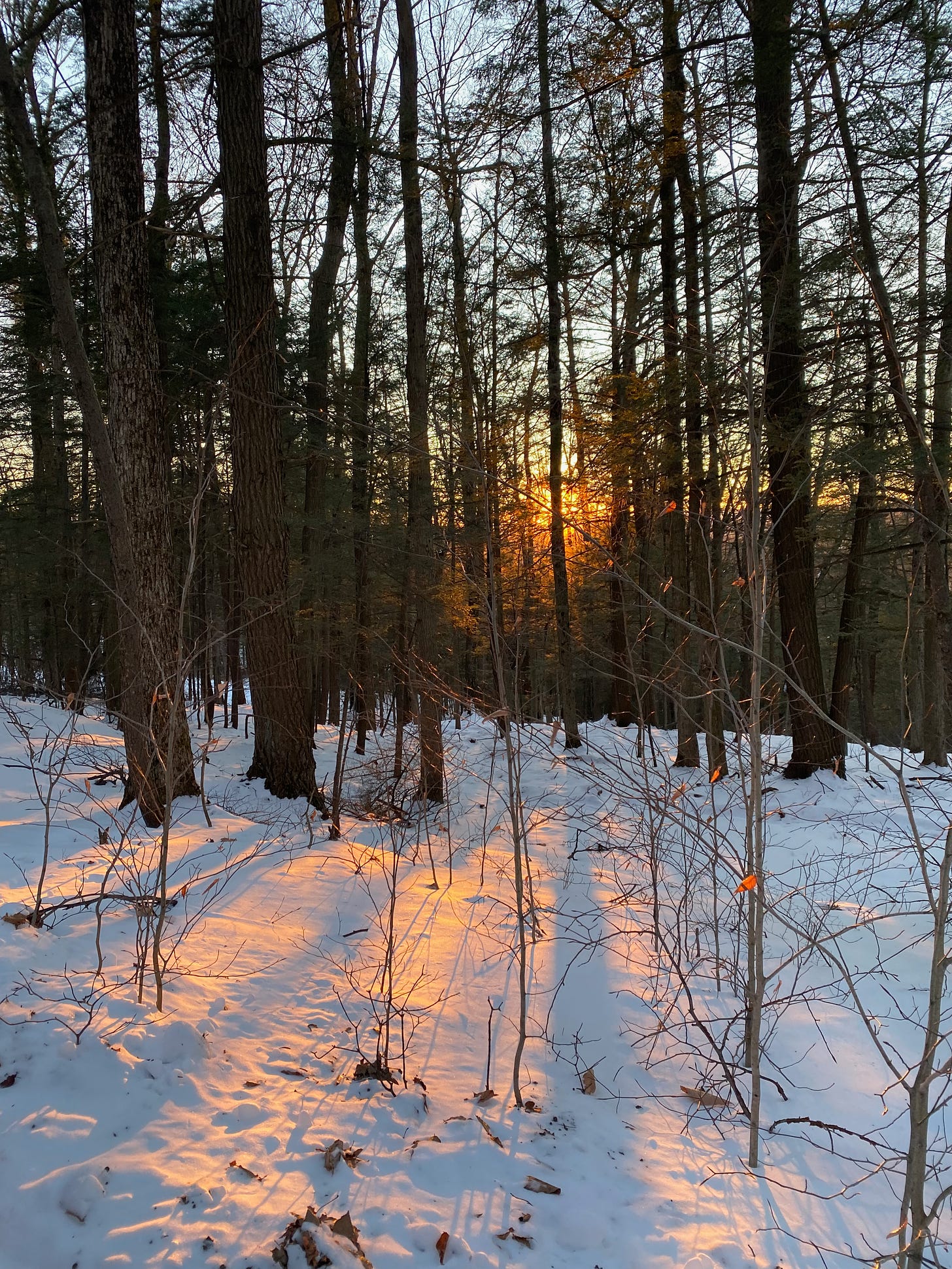 The setting sun casts long golden shadows on the snowy forest floor.