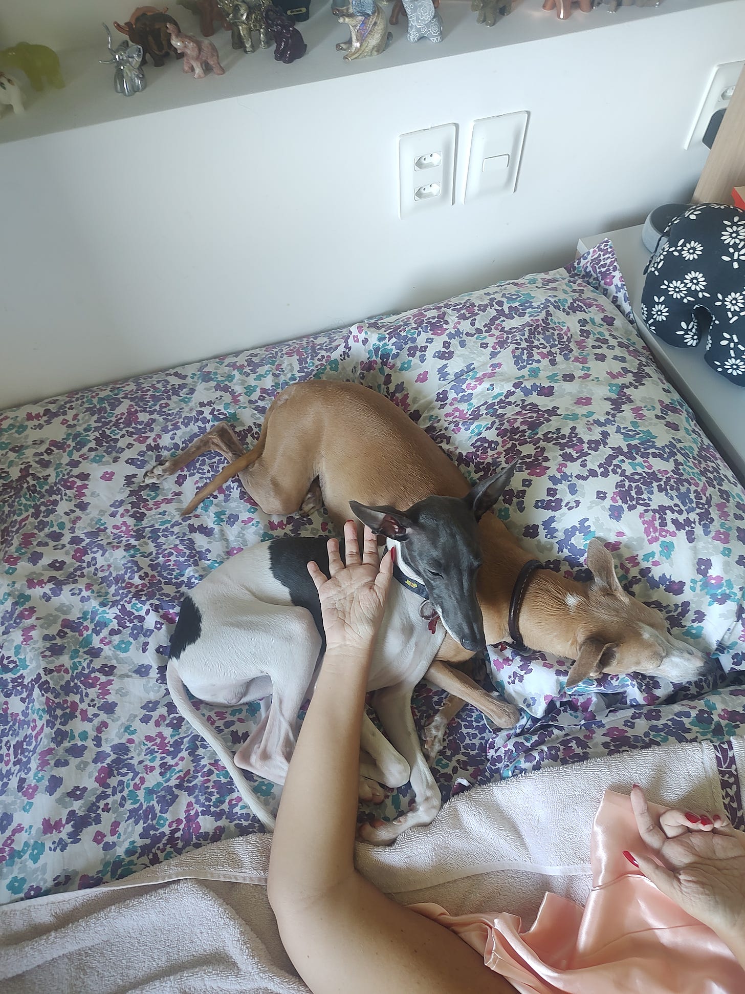 Foto de cachorro galgo italiano cinza e branco deitado sobre galgo caramelo, numa cama de lençol estampada. uma das minhas mãos está sobre os cachorros. 