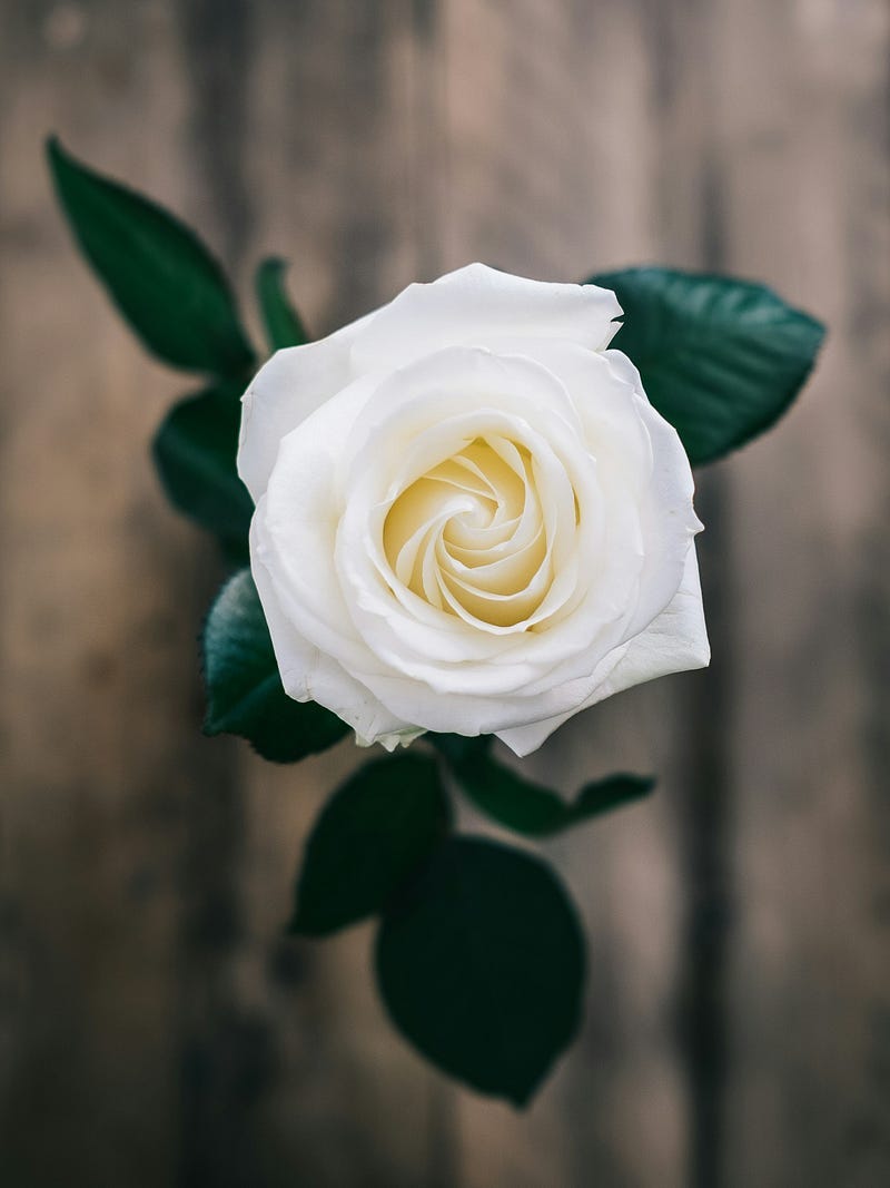 White Rose White Rose