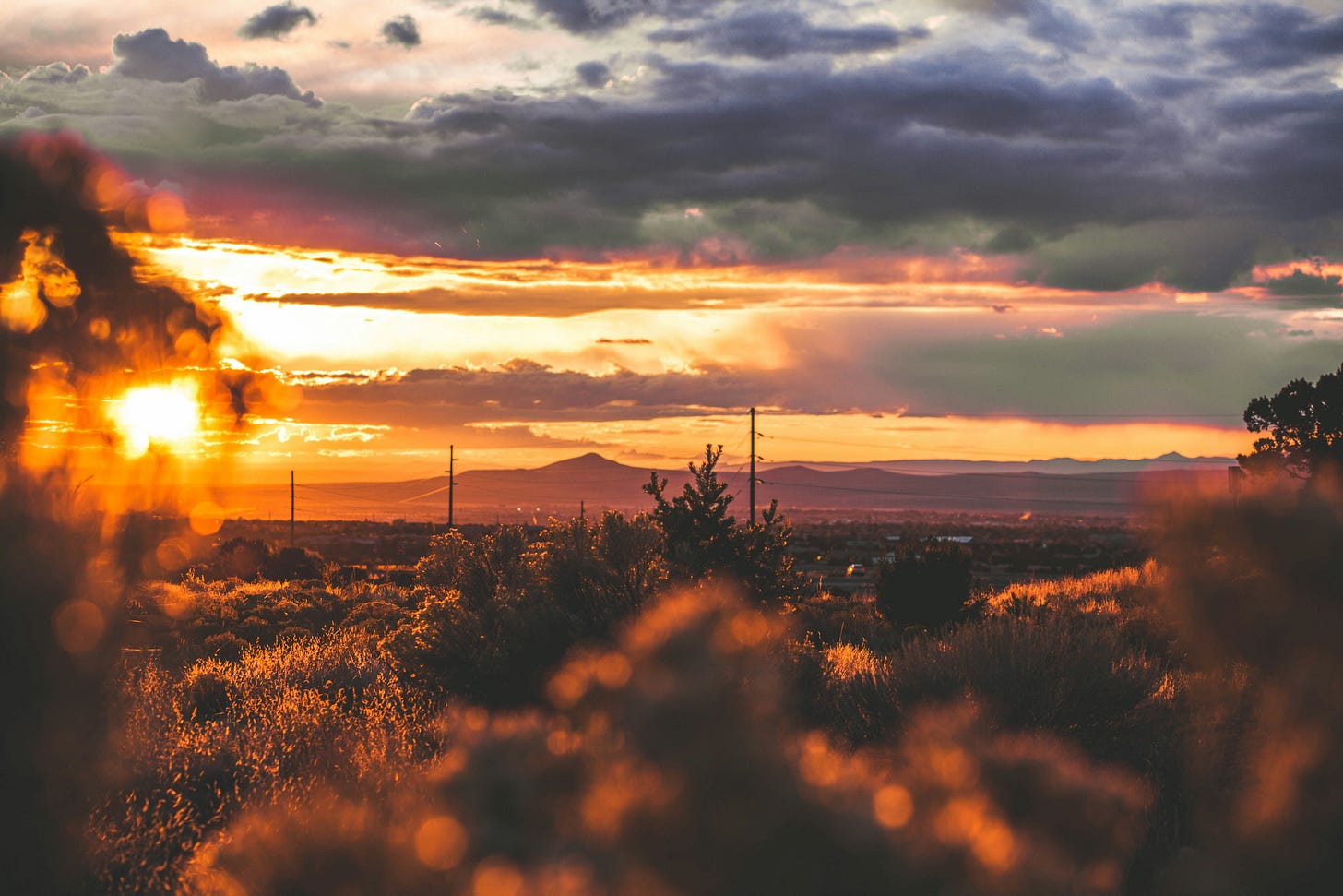 Shows trees under a grey sky during the golden hour in Santa Fe, New Mexico.