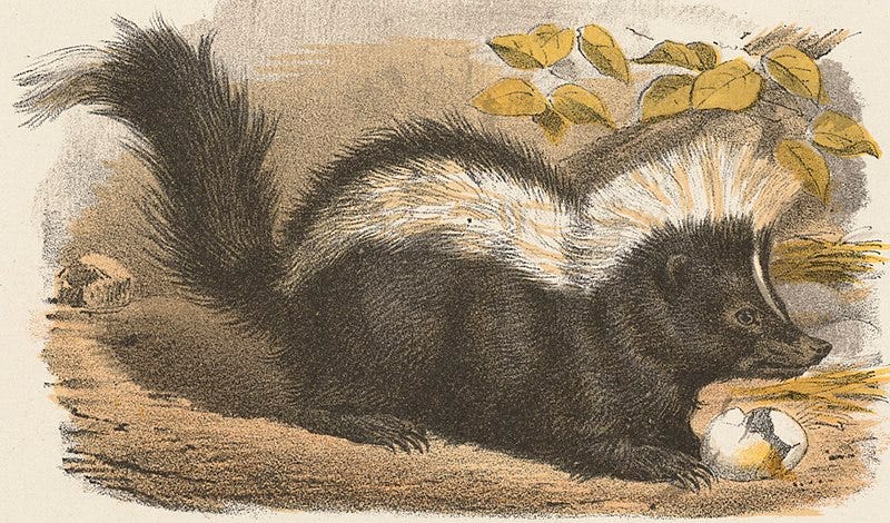 File:Skunk by Boston Public Library (cropped).jpg