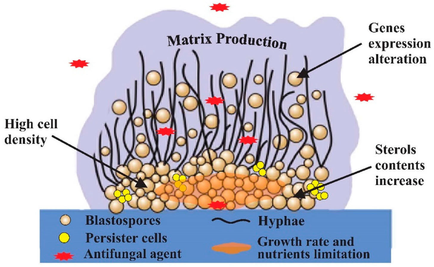 Candida Species Biofilms' Antifungal Resistance