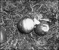 The Pumpkin Papers and Their Role in the Alger Hiss Case