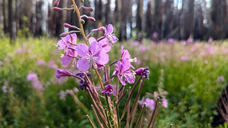 Closeup of magenta flowers bursting from a stalk like butterflies