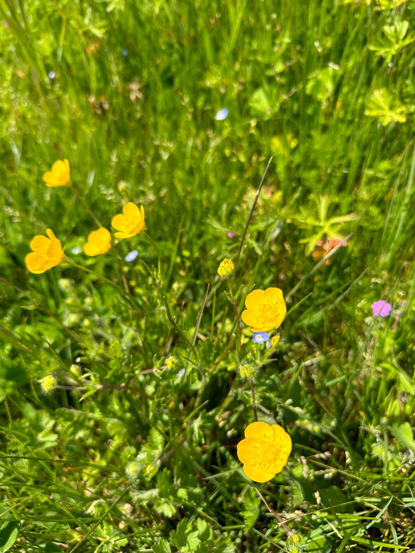 A cluster of buttercups in the midst of a grassy field.