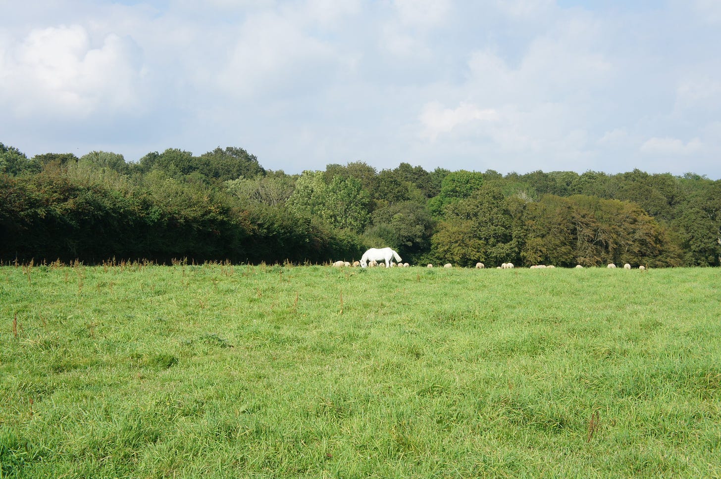 Rescue horse with sheep on Brickpits organic farm East Sussex