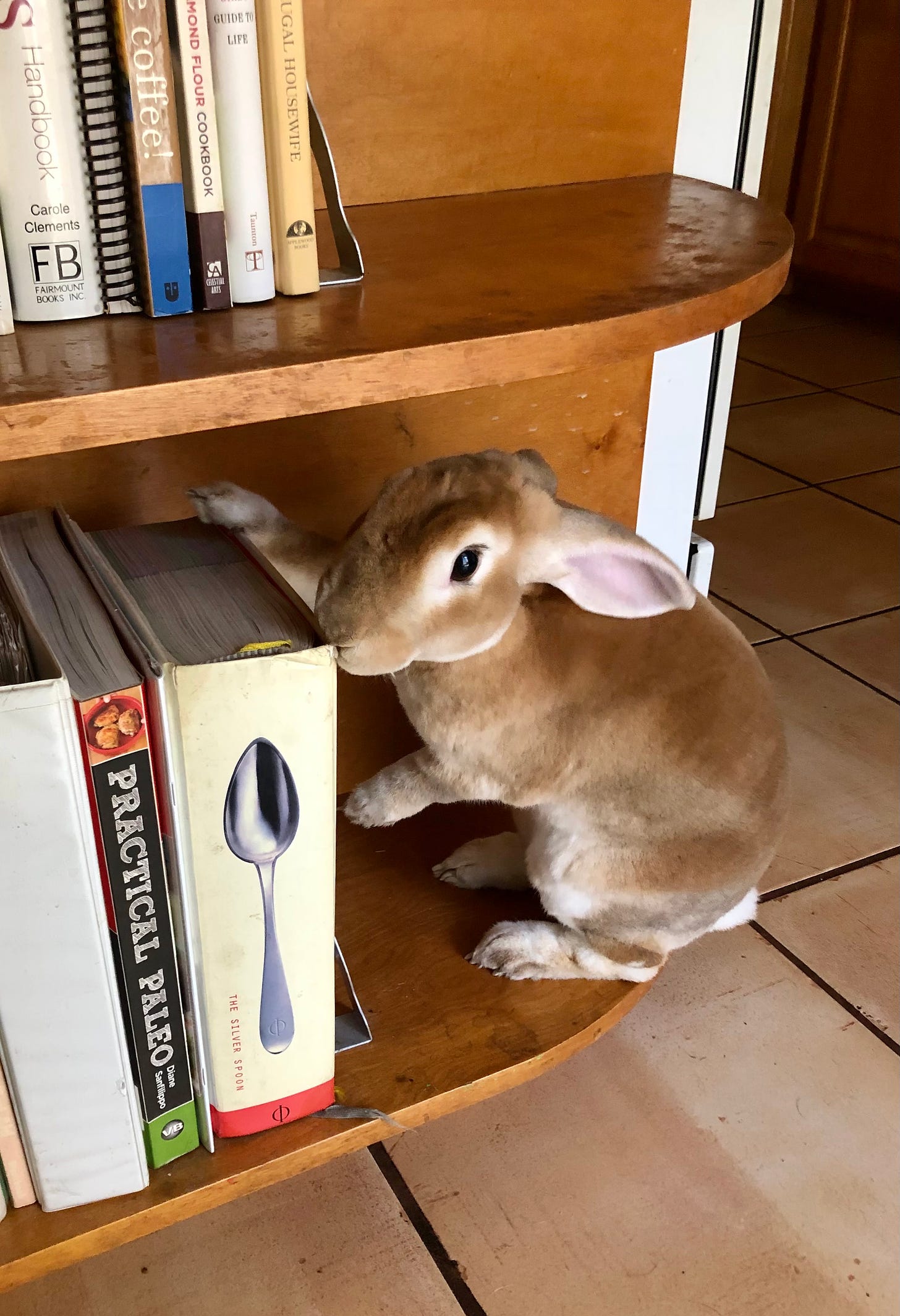 Rabbit and cookbooks