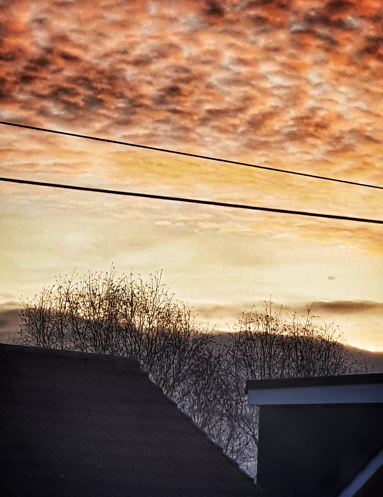 A heart shaped tree between the roof tops. Set against an early morning sky of oranges and yellows. A winter image