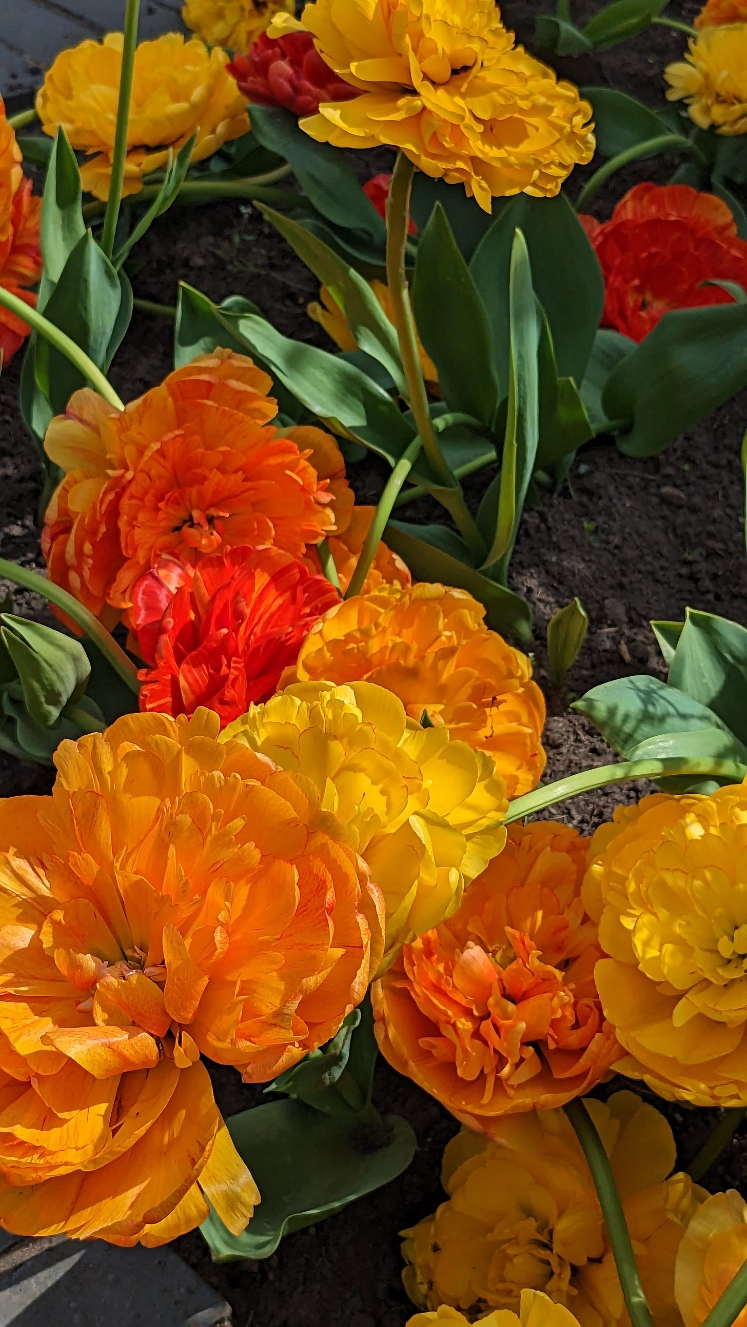 bed of orange tulips in a car park