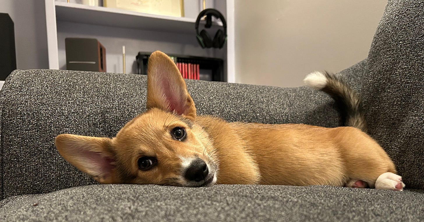 Puppy lying down on a couch