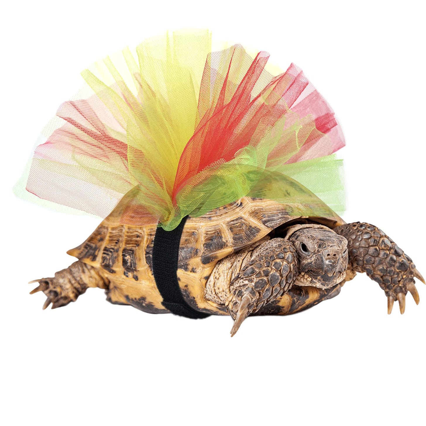 Amazon.com : Tortoise Tutu Costume for Pet Tortoise Turtle Decoration  Creative Gift : Pet Supplies