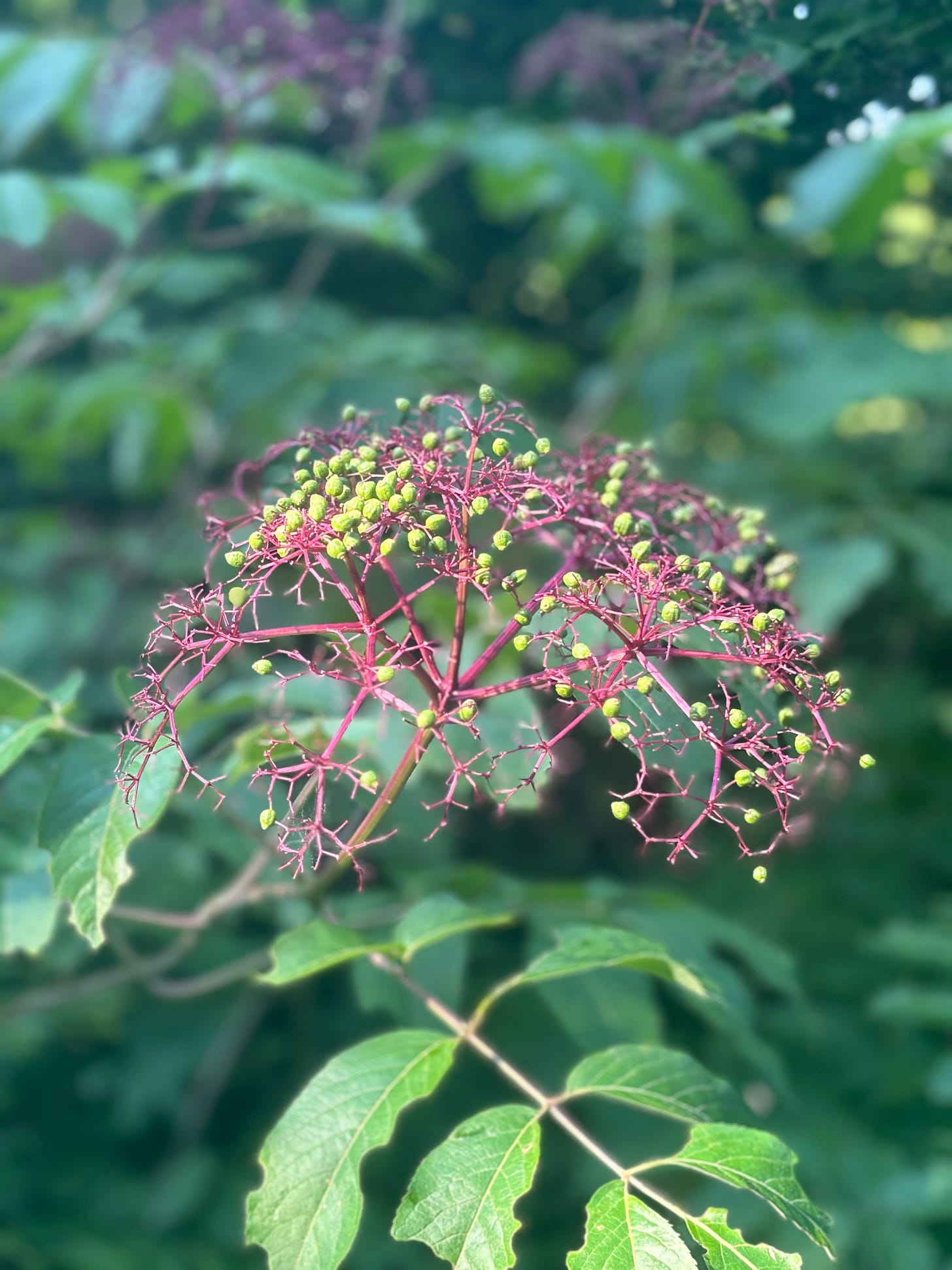 First, the Green Buds by Jennifer Kirby Liv Connected