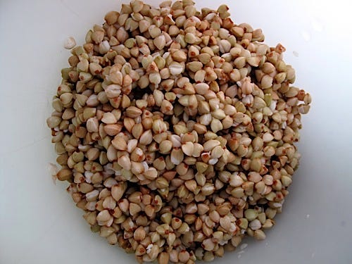 Buckwheat Groat Sprouts | Sproutpeople