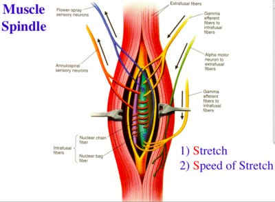 The muscle spindle is an important component of how PNF stretching works