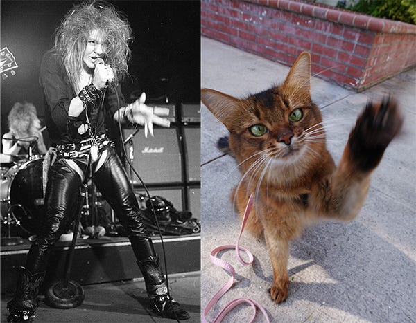 How Photographing Pets Is Like Photographing Rock Stars... and How It Isn't  - Summer's Fabulous Cat Life