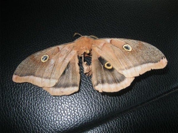 Giant silk moth