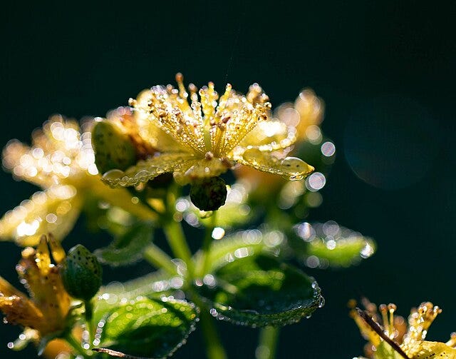 A yellow flower photographed in backlight