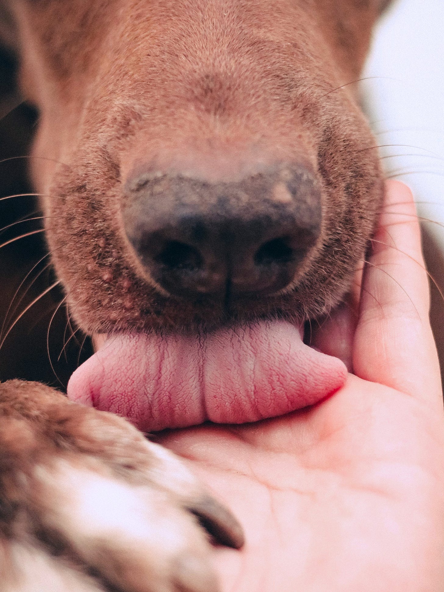 Closeup of the snout of a reddish-brown dog who is licking the palm of a pale pink human hand. The hand is touching under the dog’s chin; the pink tongue is caught mid-curl. The dog also has placed one red-brown and white paw on the heel of the hand.