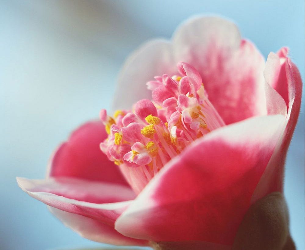 Camellia flower bloom