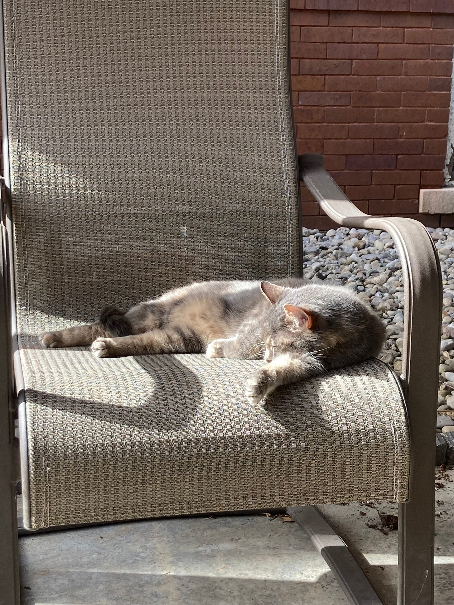 Gray tortoise cat chilling in a chair in the sunshine