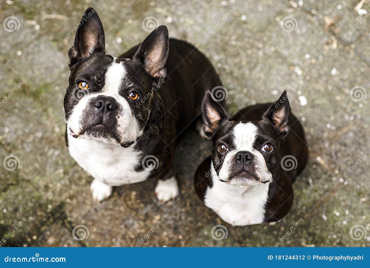Two Boston Terrier Dogs Looking Up at the Camera Stock Photo - Image of ...