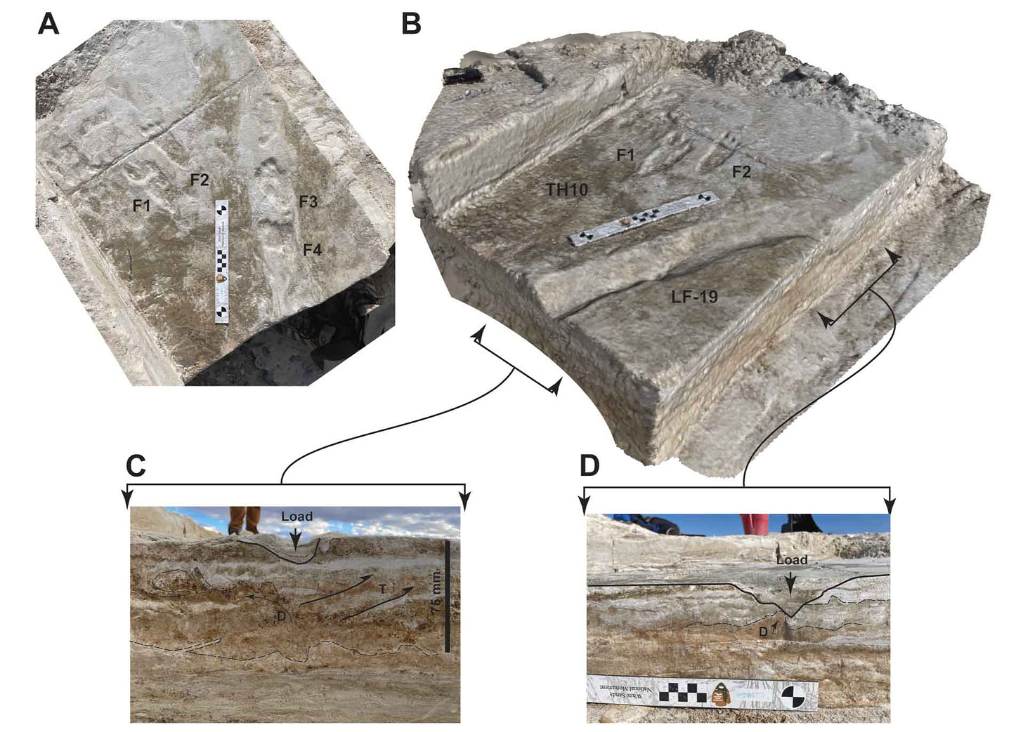 Two views of a surface and two profiles, with two 3D surfaces showing mark next to human footprints and two profiles showing the characteristics of the linear mark cutting through sediment layer Two views of a surface and two profiles, with two 3D surfaces showing mark next to human footprints and two profiles showing the characteristics of the linear mark cutting through sediment layer