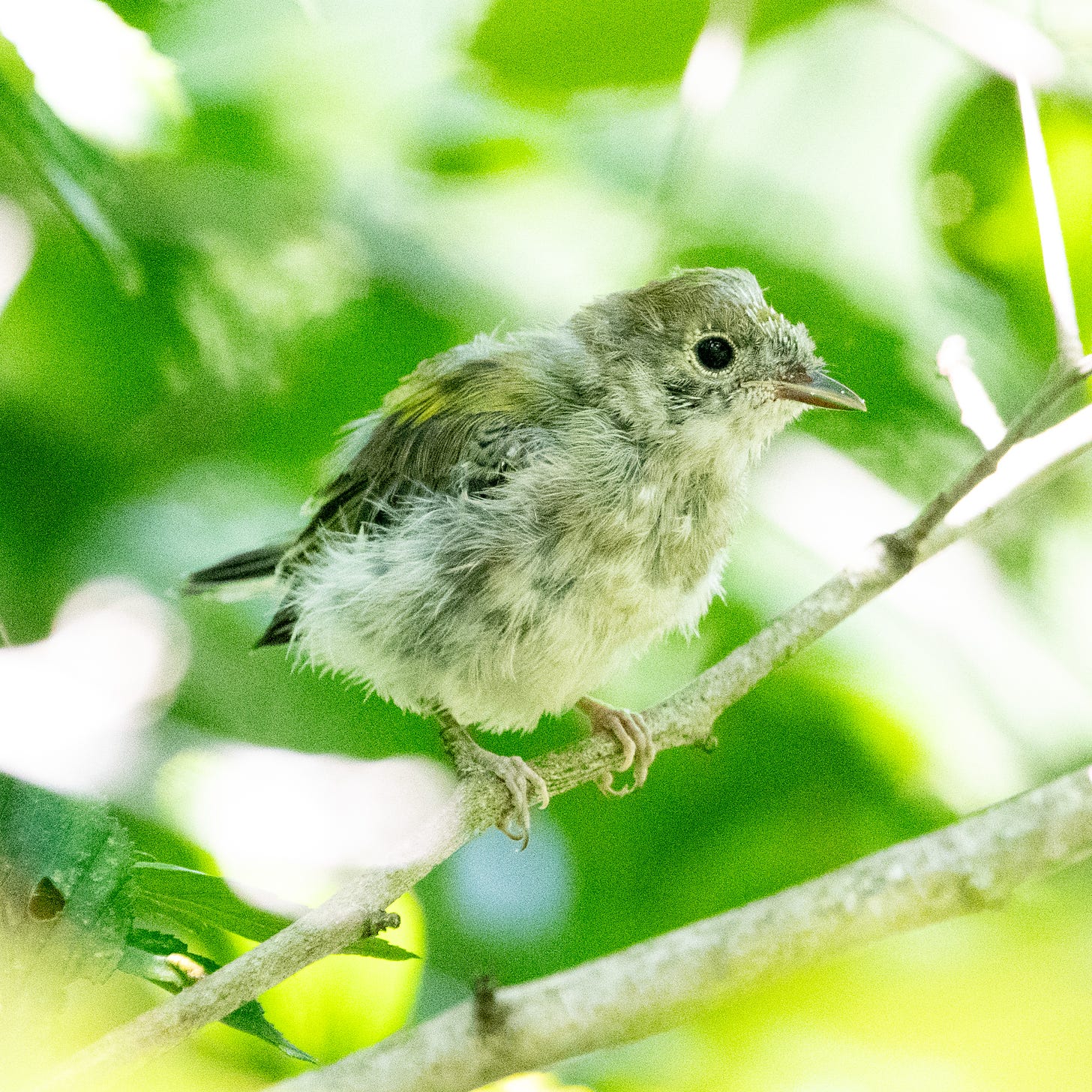 A chestnut-sided warbler fledgling, looking young, vague, and unhappy