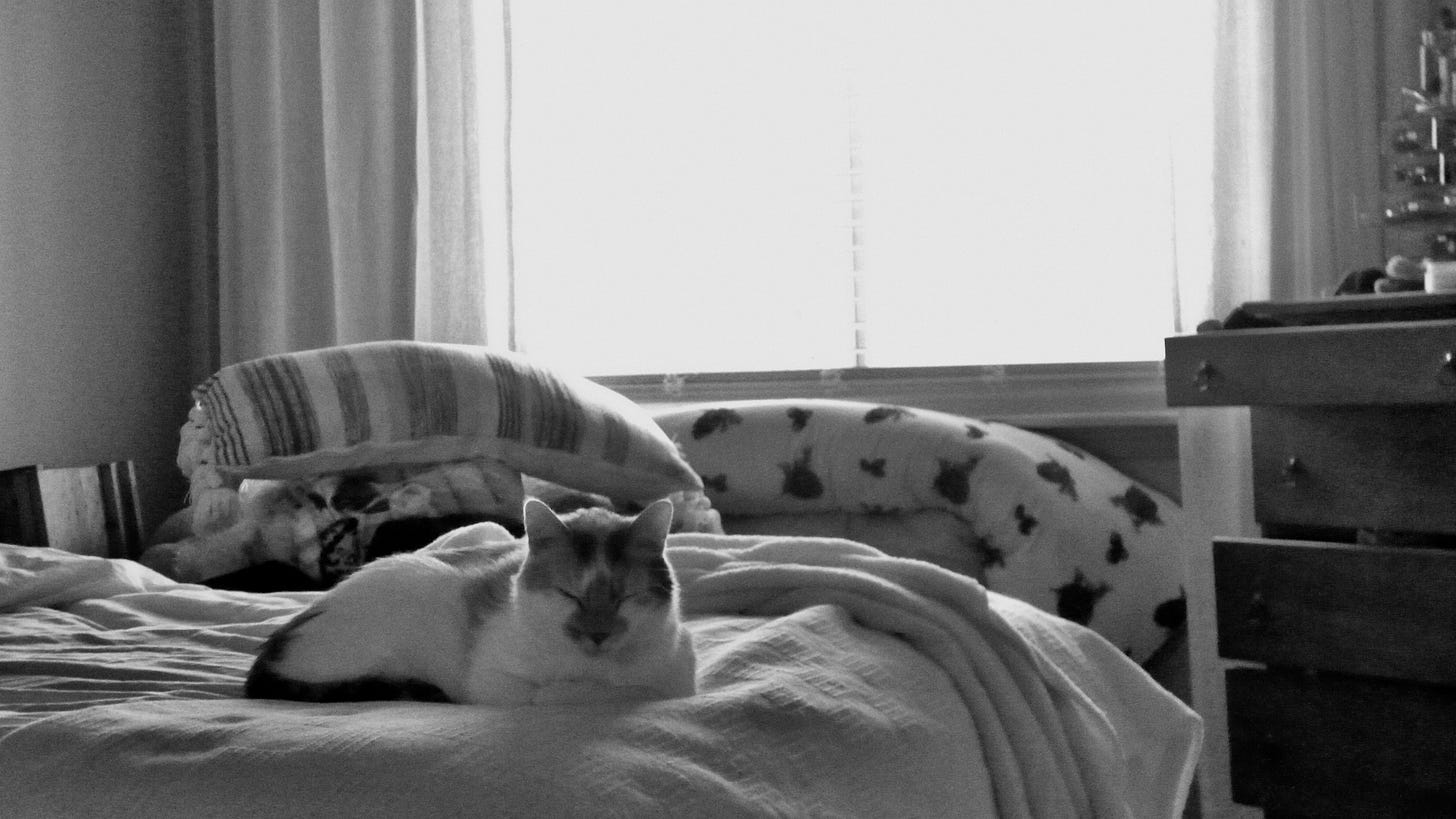 A sleepy cat named Persephone, in black and white, dozing off on a bed.