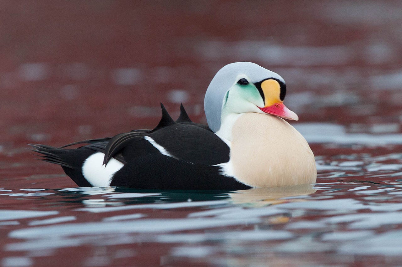 male sea eider on the water