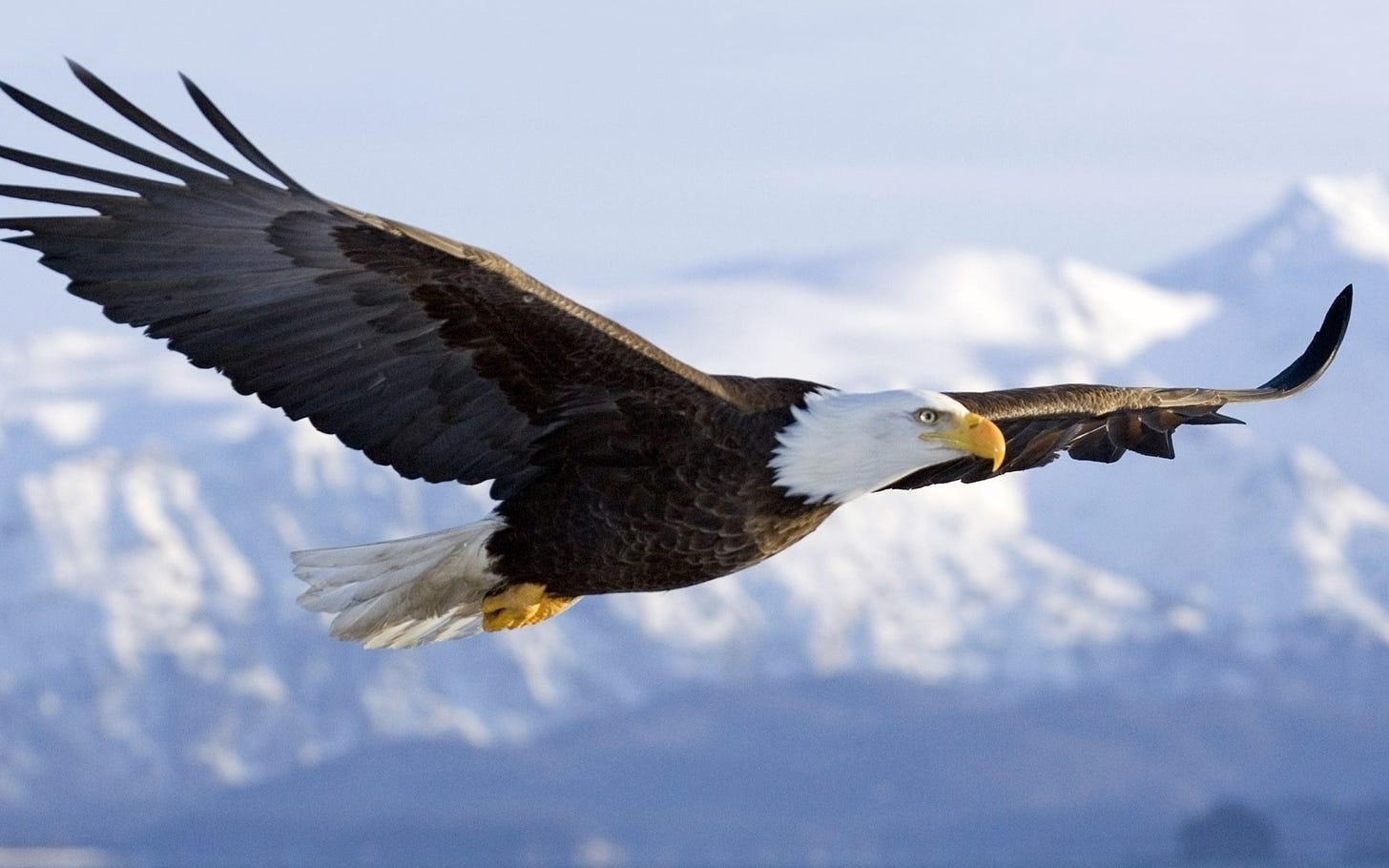 Bald Eagle in mid-air flight | Help Change The World. The Future Of The ...