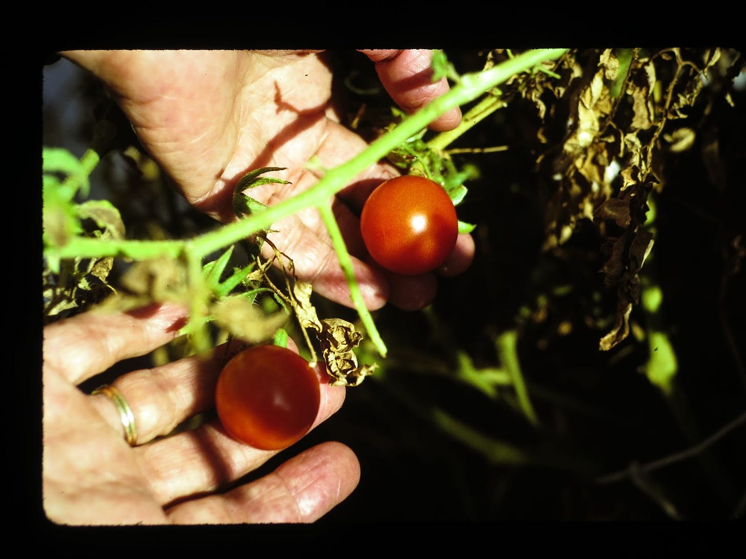 Two hands hold up two red cherry tomatoes on a green vine.