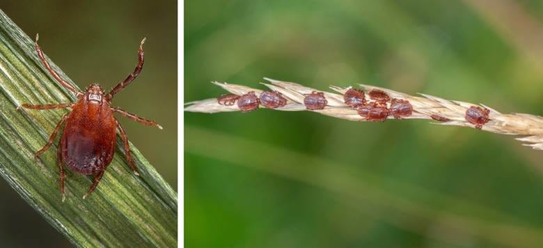 closeup of tick, also a blade of dry grass with a cluster of ticks