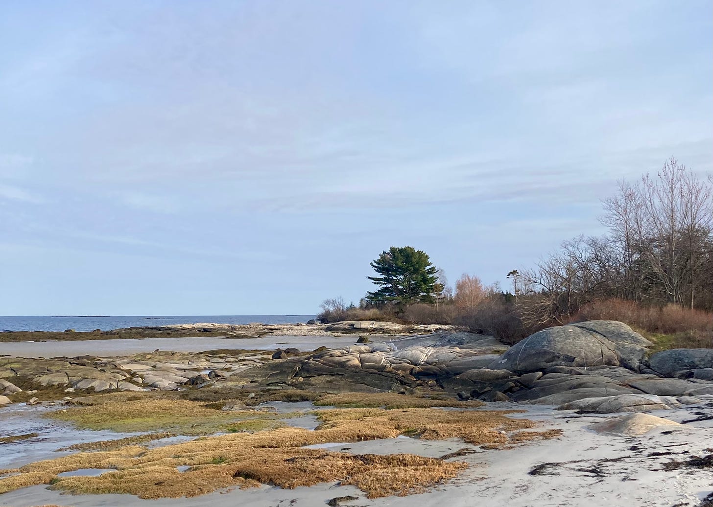 A stunted evergreen on the coast. The beach is sandy with granite boulders and seaweed exposed by low tide. It is early spring and the deciduous trees are just barely beginning to bud red. 
