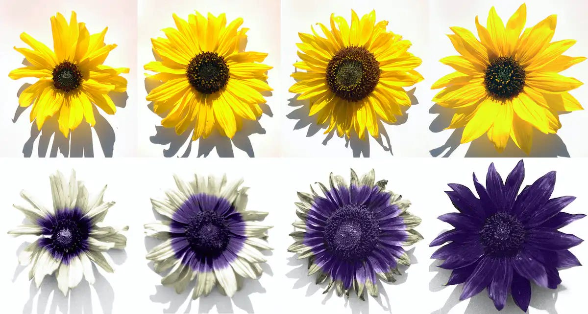 Sunflowers, human spectrum vs. bees. photo: Marco Todesco, UBC