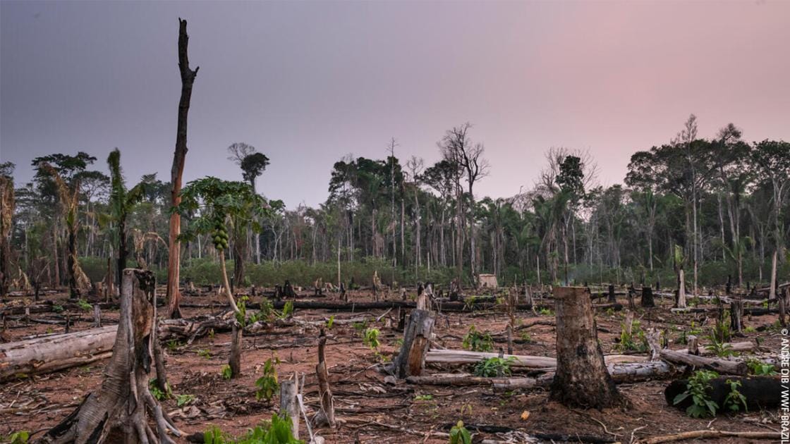 3 ways you can help the Amazon Rainforest | WWF